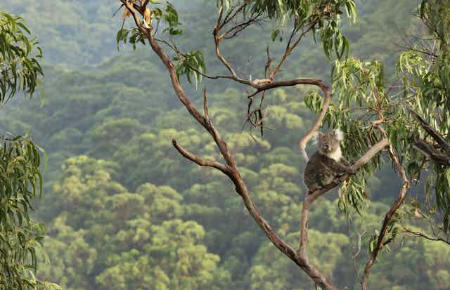 koala up tree in forest