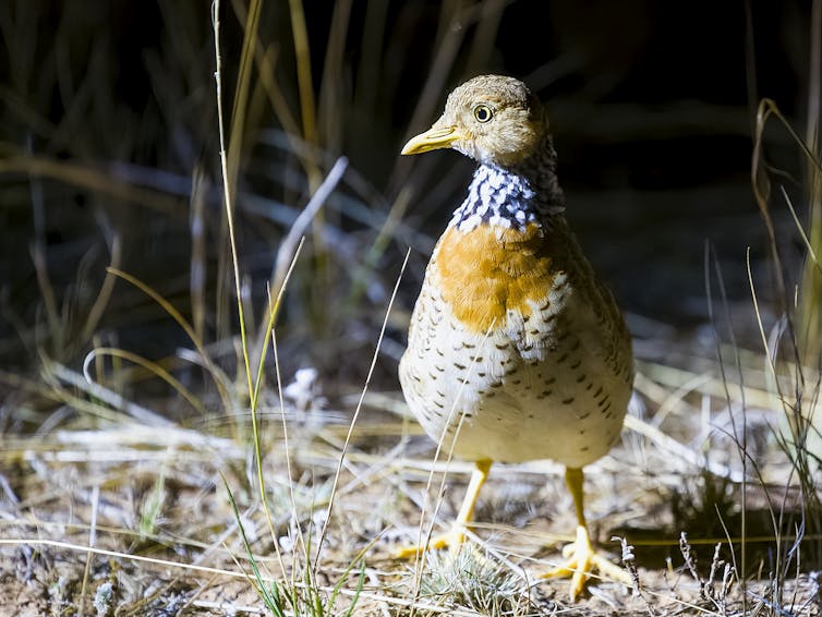 plains wanderer bird up close, resembling a quail