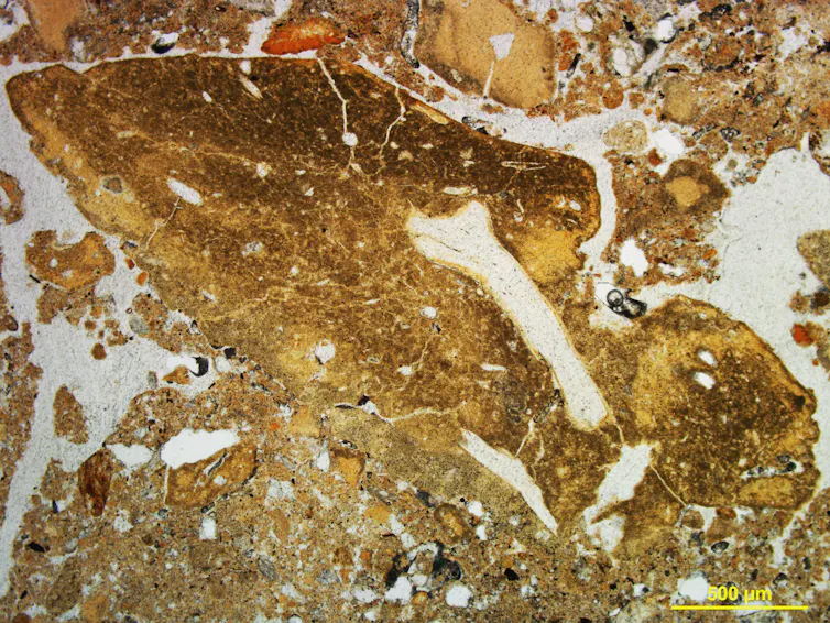 A close up view of a slice of brown-and-white rock.