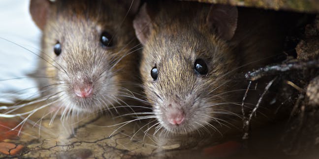 Man v rat: could the long war soon be over?, Science