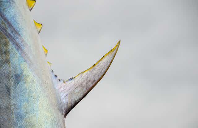 Close up de um grande atum rabilho do Atlântico