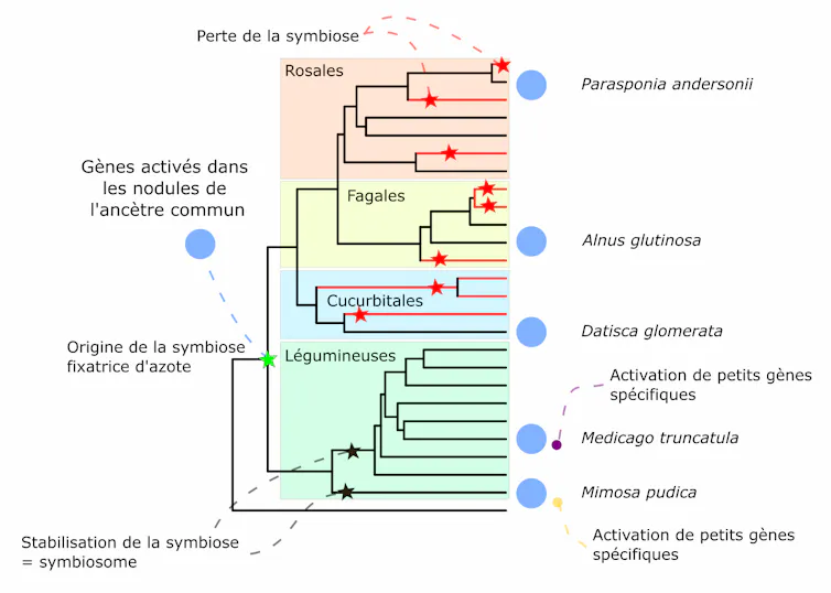 arbre phylogénétique