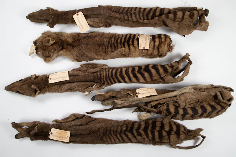 Striped skins on whit background.