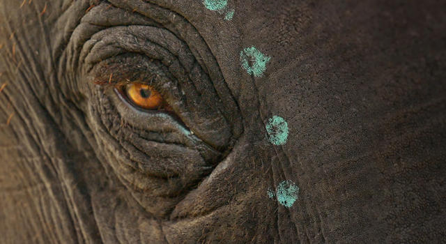 An elephant eye is seen next to blue adornment.