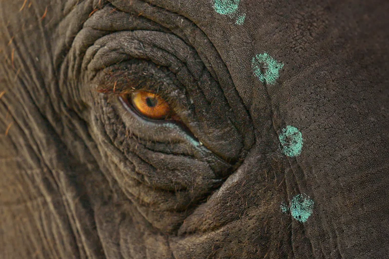 An elephant eye is seen next to blue adornment.