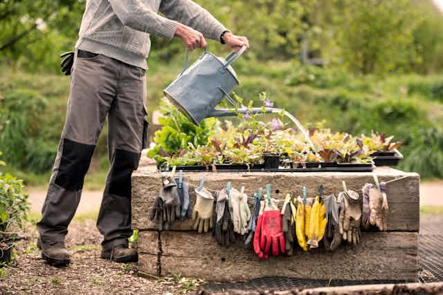 A gardener waters plants above a row of hanging pairs of gloves.