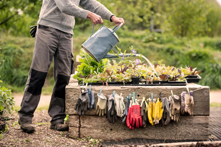 A gardener waters plants above a row of hanging pairs of gloves.