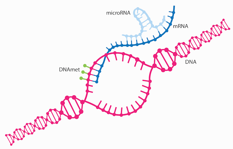 Diagram showing a loop of microRNA binding to a strand of mRNA as it's being translated from DNA