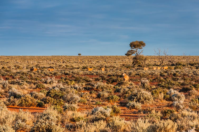 sheep on Australian rangeland