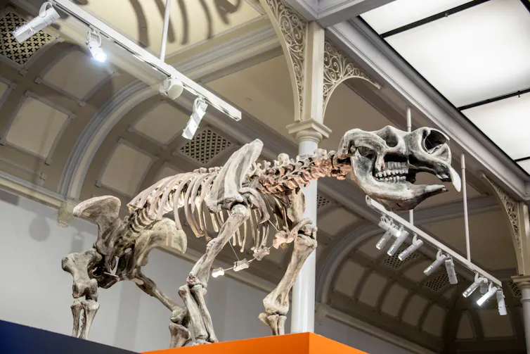 diprotodon skeleton
