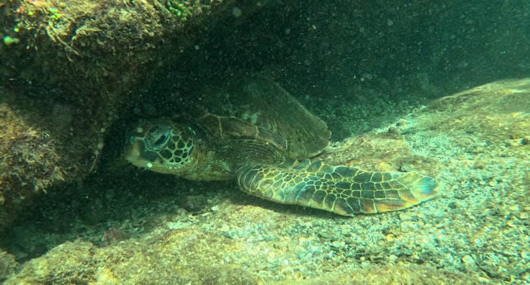Turtle under a rock