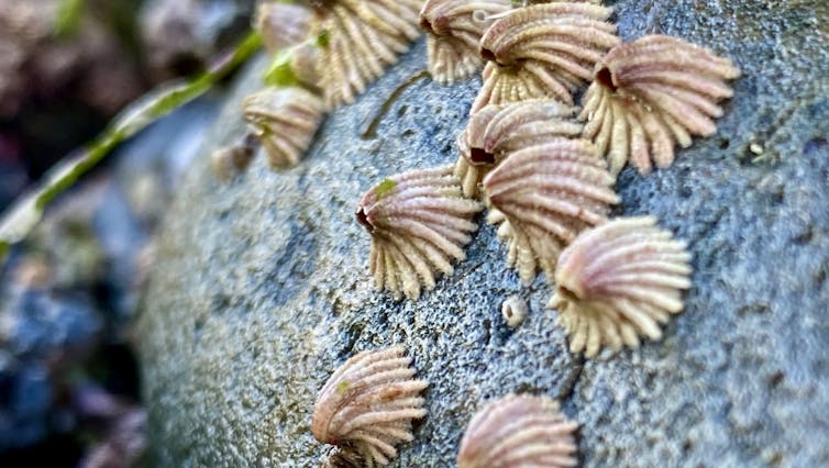 Percebes doblados adheridos a la roca