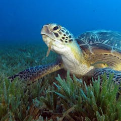 research questions about marine biology