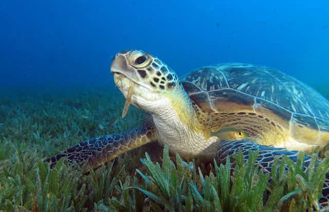 Turtle eating seagrass