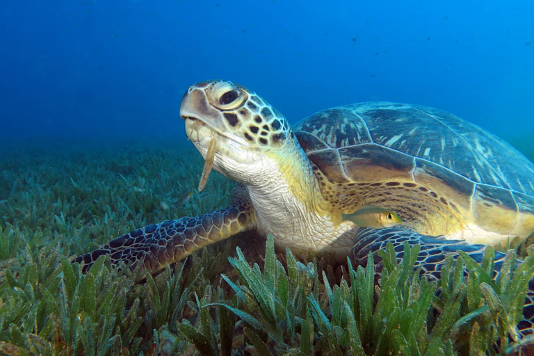 Turtle eating seagrass