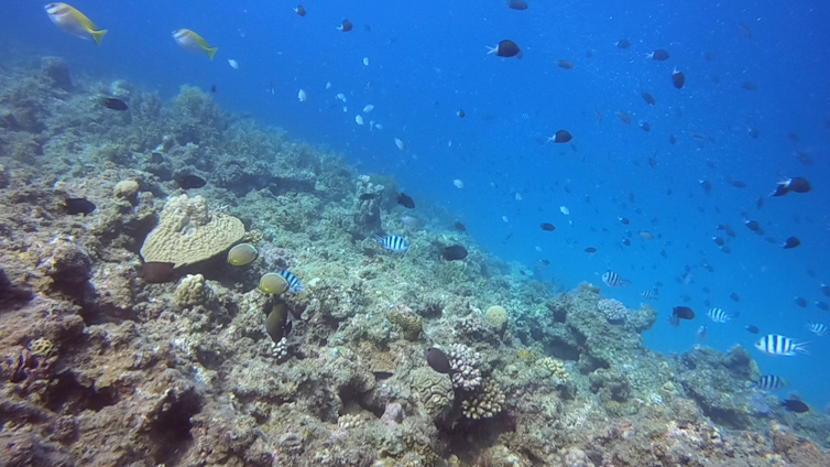 Arrecife de coral con muchos peces.