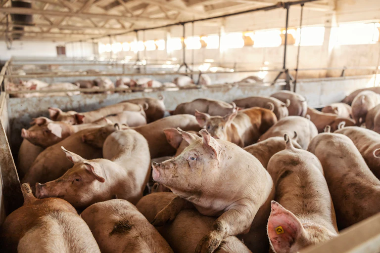 Pigs on a farm