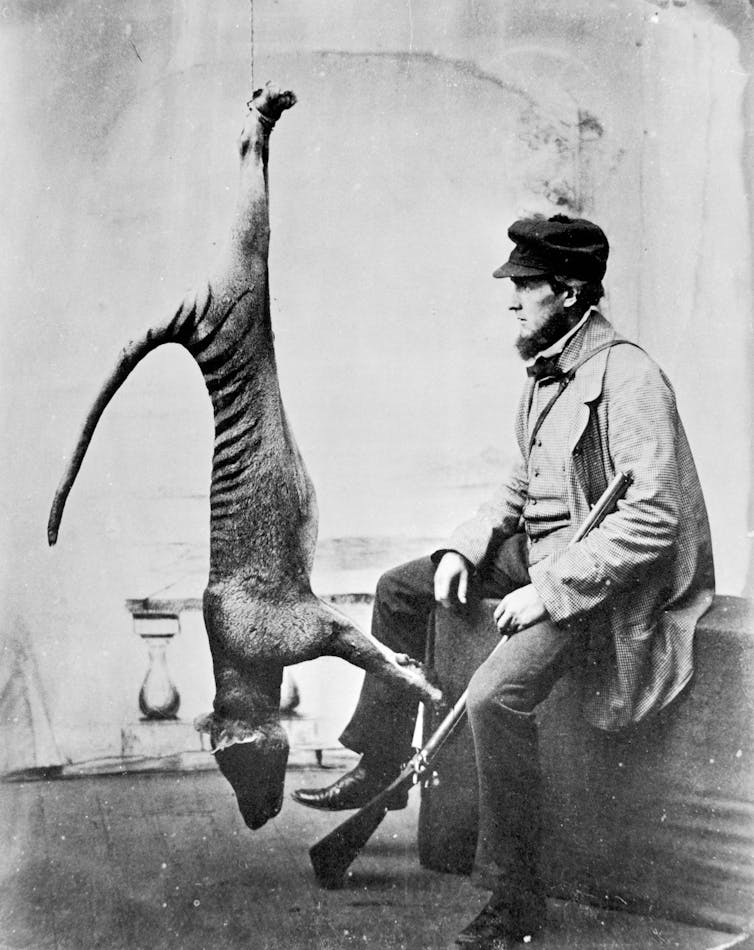 Black and white photograph, man sits down hold a rifle next to dead thylacine hanging from the ceiling by its feet.