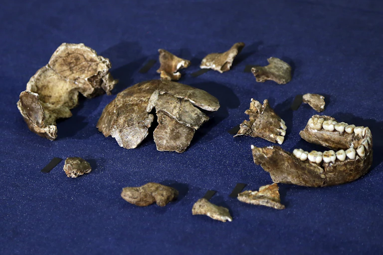 A photo showing a jawbone and fragments of skull arranged on a blue cloth.