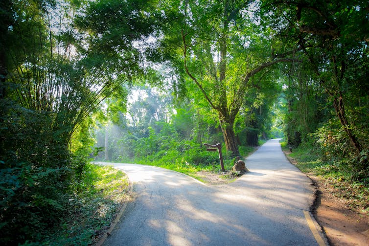 A path in a forest splits off to both sides.