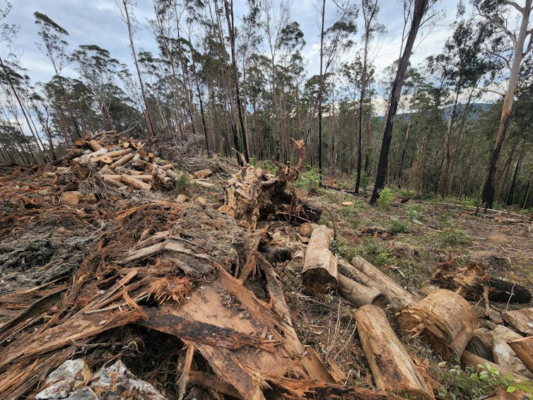 logged area New South Wales state forest, fallen trees