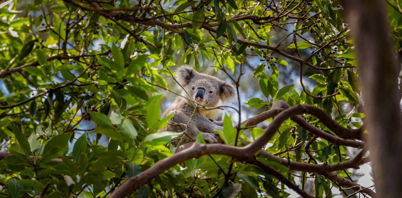 will the Great Koala National Park actually save koalas?
