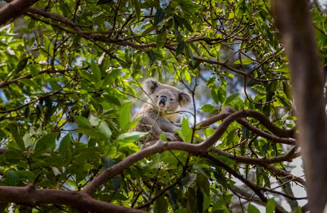 koala in tree eating