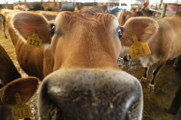 A cow stares into the camera, with its nose almost on the lens.