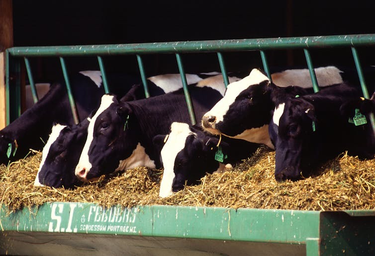 Five black-and-white cows stick their heads through bars to reach a large tray of cattle feed.