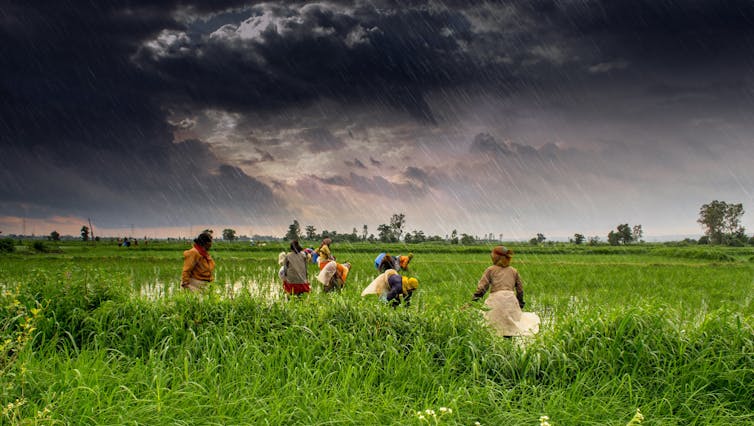 Women farmers work as rain falls from a storm cloud.