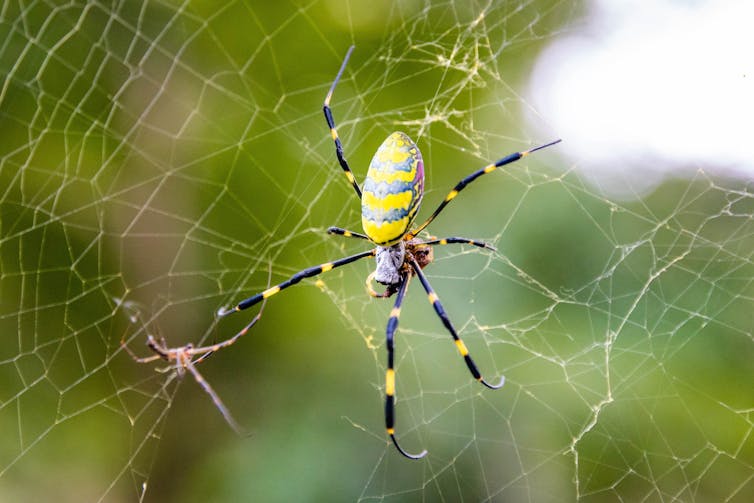 Japanese yellow joro spider in the web close up