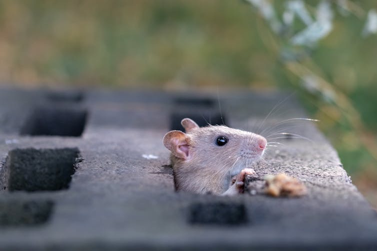 Rata asomando la cabeza por una escotilla de hierro negro/