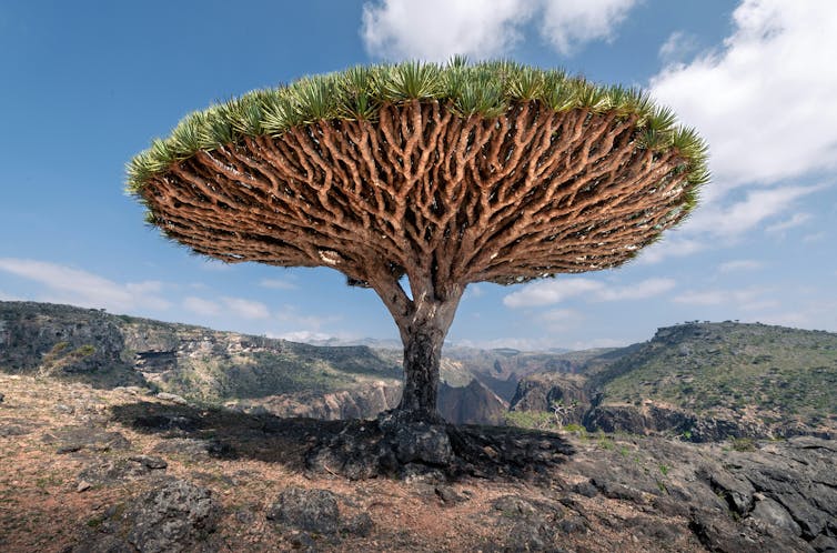 L’un des arbres endémiques emblématiques de Socotra, le dragonnier de Socotra (Dracaena cinnabari)