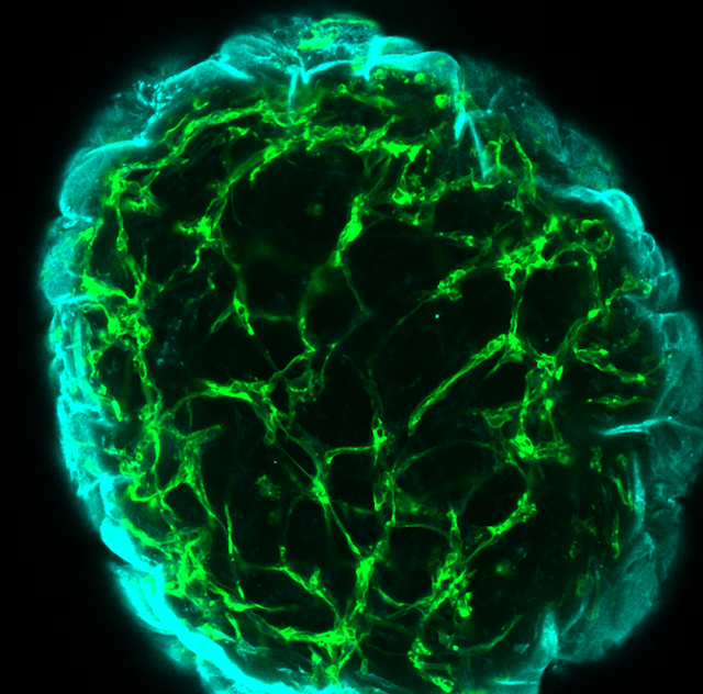 a cluster of bright green-coloured cells