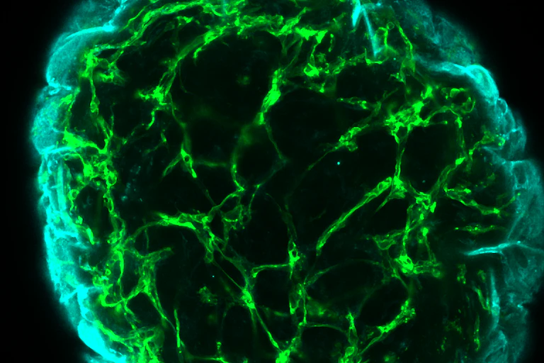 a cluster of bright green-coloured cells
