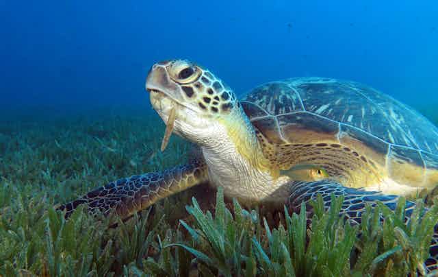 Tartaruga comendo ervas marinhas