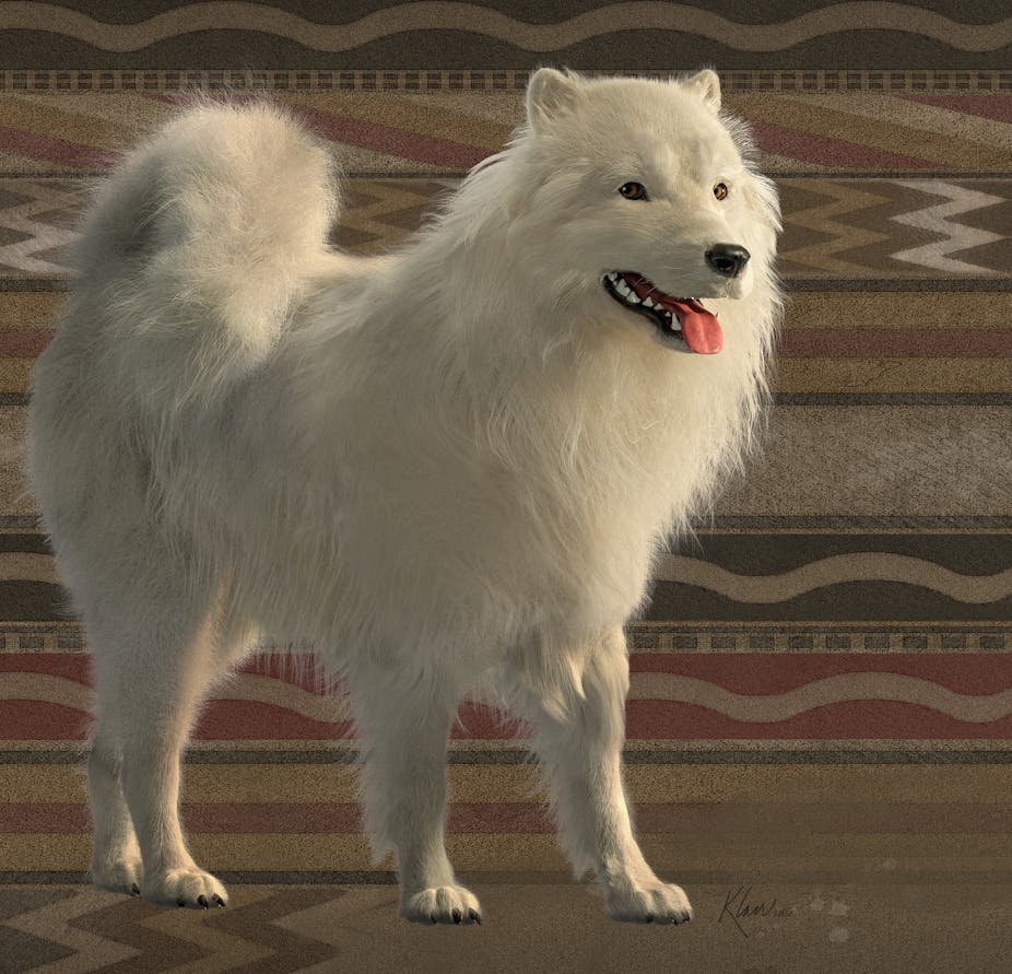 white puffy dog stands against a patterned blanket backdrop