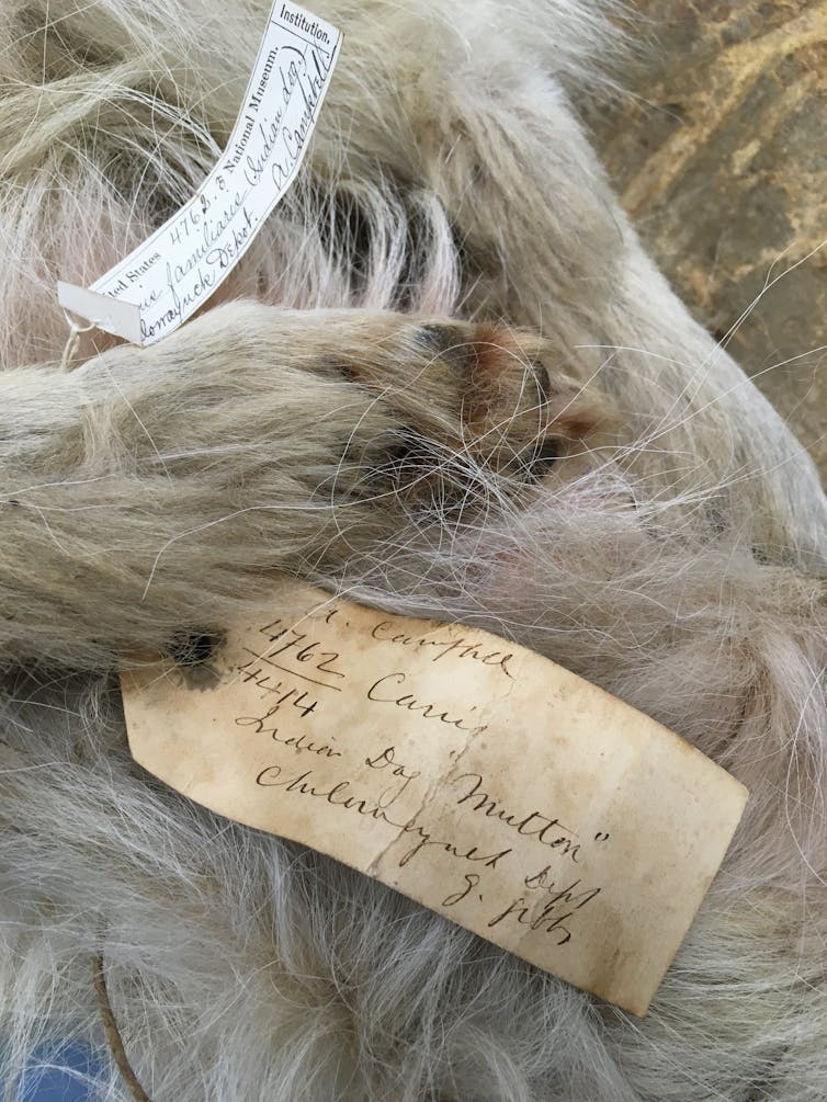 dog paw on furry pelt with handwritten tag