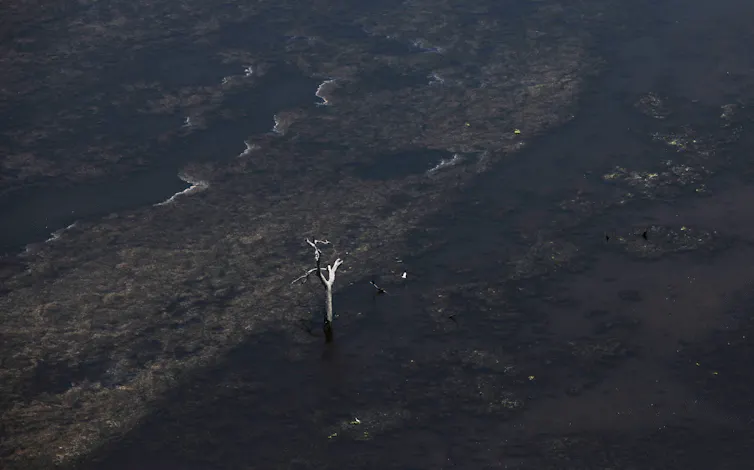 A lone dead tree stands in the ocean.