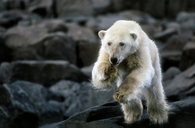 A skinny polar bear jumping across rocks on land.
