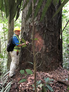 A man wearing a high-vis vest and hard hat stands alongside a giant tree in a tropical forest.