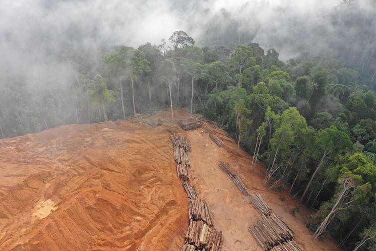 Aerial photo of logging in rainforest showing stark deforestation