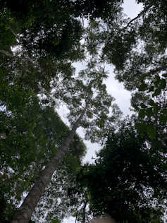 Photo in a tropical forest, looking up at the treetops against the sky