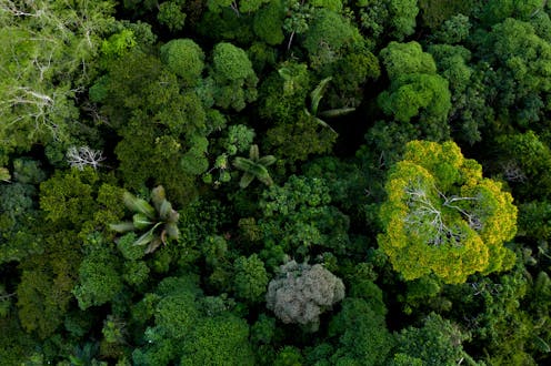 Can we sustainably harvest trees from tropical forests? Yes – here are 5 ways to do it better