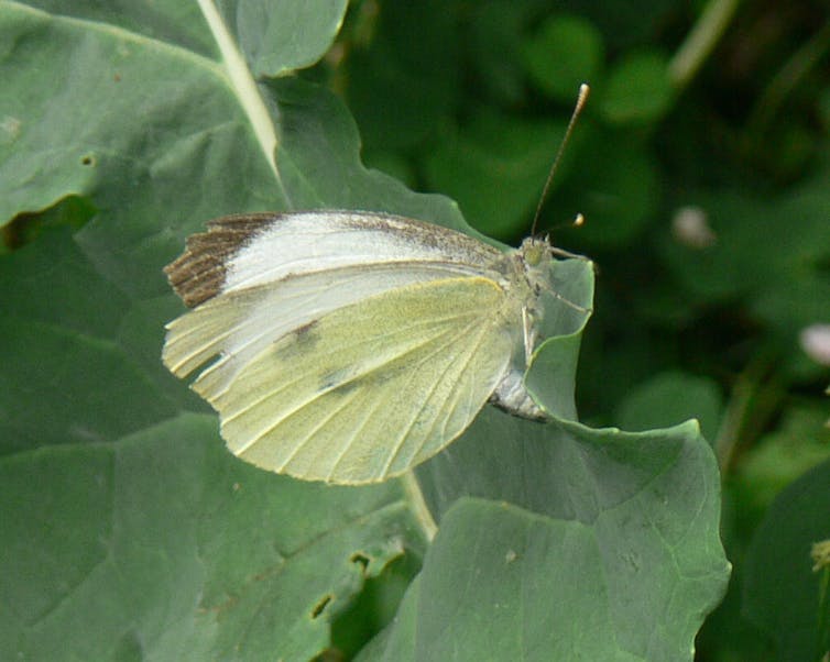 A female cabbage white lays her eggs on the leaf of a brassica plant