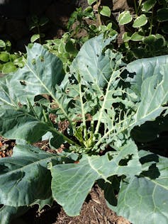 A leafy green plant ravaged by caterpillars