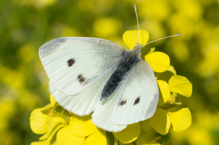 Cabbage butterfly, how to get rid of its caterpillar