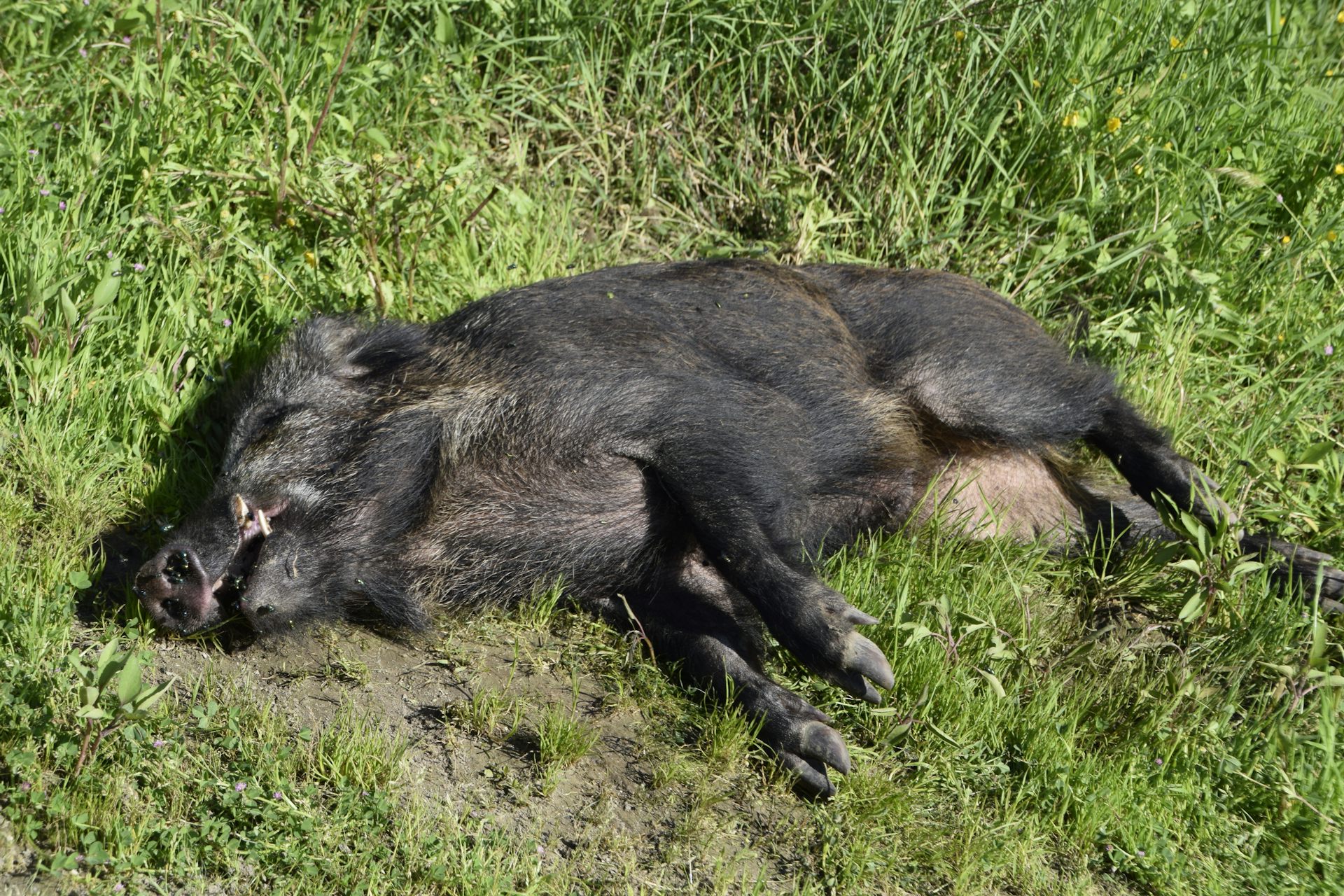 Photo d’un cadavre de sanglier retrouvé dans la réserve naturelle de l’Insugherata, non loin de Rome.