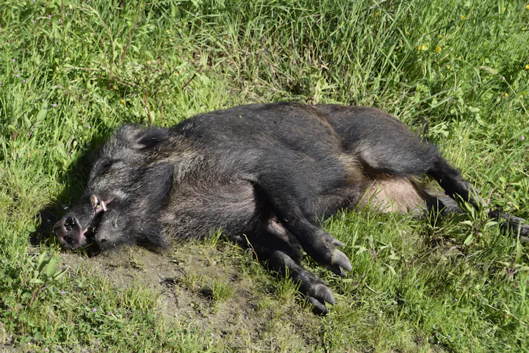 Photo d’un cadavre de sanglier retrouvé dans la réserve naturelle de l’Insugherata, non loin de Rome.