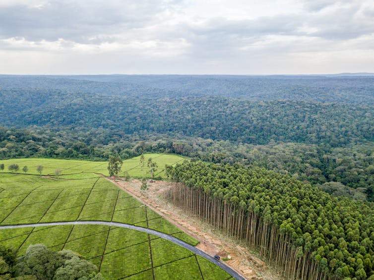 Plantación de eucaliptos (derecha) y campos de té (izquierda). Al fondo se aprecia una masa de bosque nativo